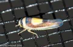 Colladonus clitellarius