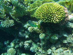 Lutjanus ehrenbergii