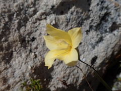 Gladiolus pritzelii