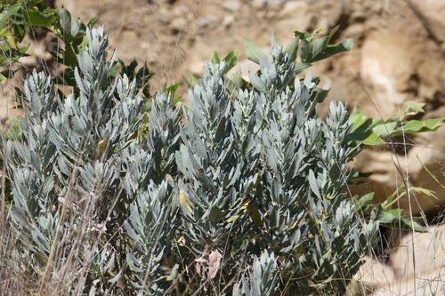 Eriodictyon traskiae, photograph 2