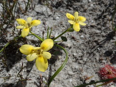 Moraea papilionacea glabrescens