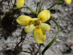 Moraea papilionacea glabrescens