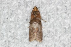 Sciota uvinella