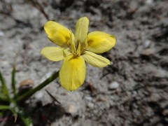 Moraea papilionacea glabrescens