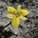 Hairless Butterfly Uintjie - Photo (c) Gregory Nicolson, some rights reserved (CC BY-NC), uploaded by Gregory Nicolson