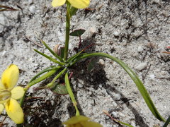 Moraea papilionacea glabrescens