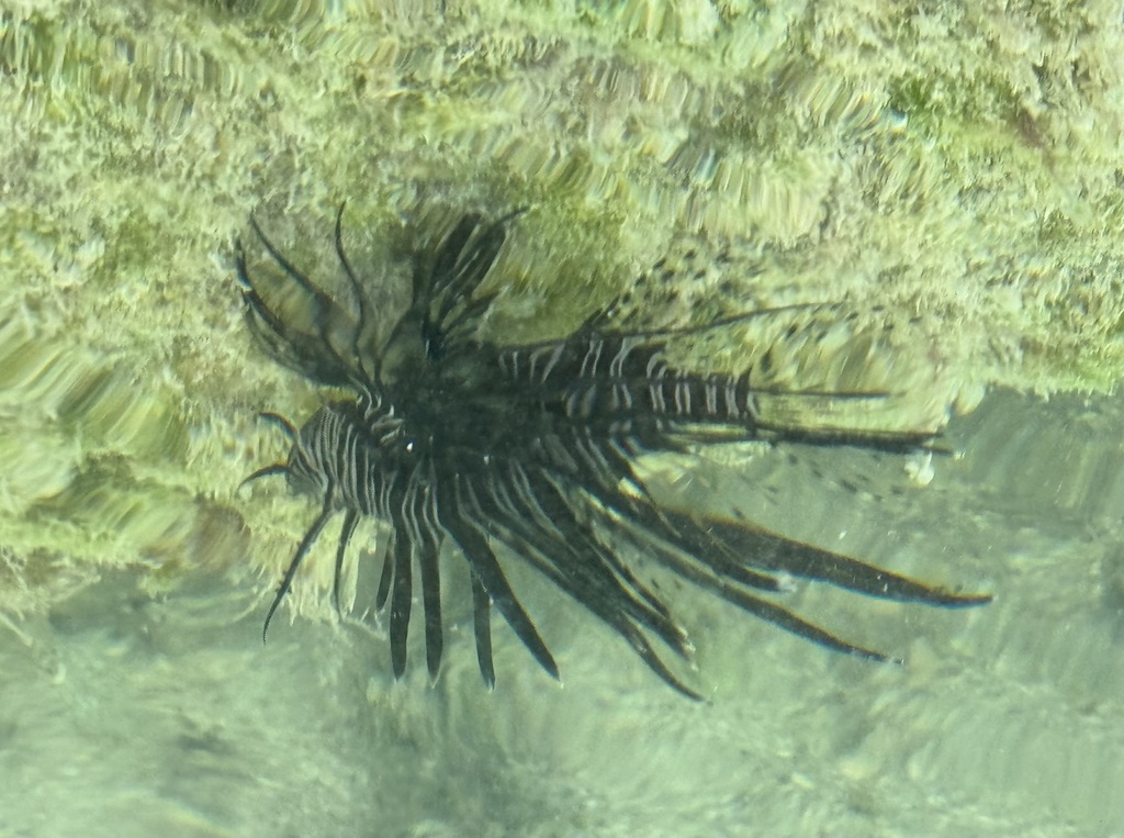 Lionfish