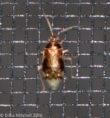 Deraeocoris