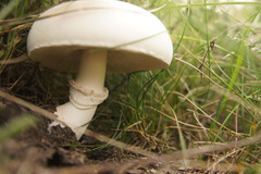 Leucoagaricus leucothites