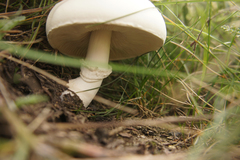 Leucoagaricus leucothites