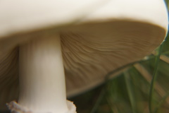 Leucoagaricus leucothites