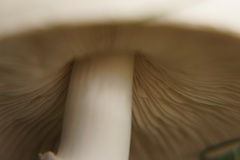 Leucoagaricus leucothites