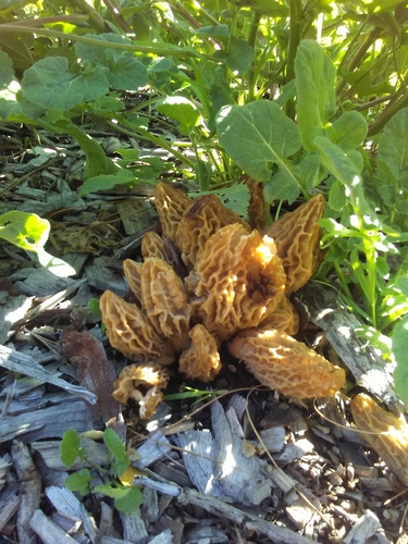 Woodchip Morel
