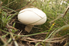 Leucoagaricus leucothites