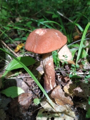 Leccinum albostipitatum