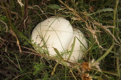 Leucoagaricus leucothites