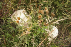 Leucoagaricus leucothites