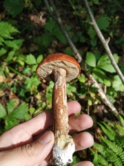 Leccinum albostipitatum
