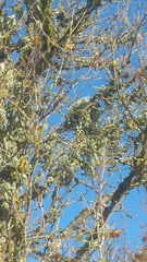 Ramalina fraxinea