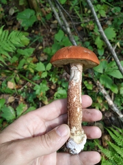 Leccinum albostipitatum