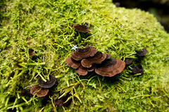 Hymenochaete microcycla