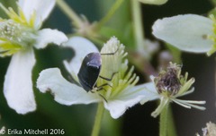 Sehirus cinctus albonotatus
