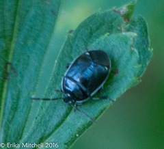 Sehirus cinctus albonotatus