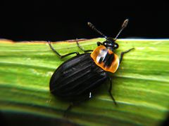 Oxelytrum discicolle