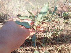 Rumex crassus