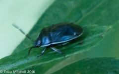 Sehirus cinctus albonotatus