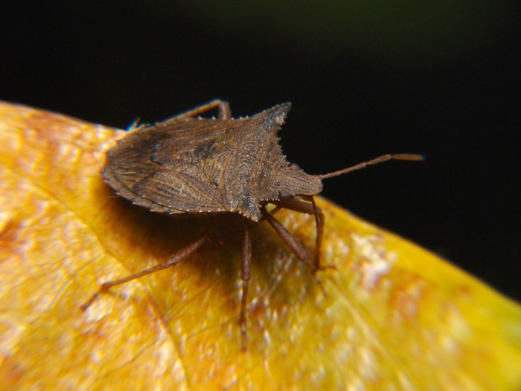 Agroecus ecuadoriensis