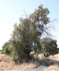 Searsia lancea