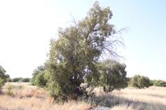 Searsia lancea