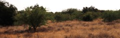 Prosopis glandulosa