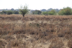 Prosopis glandulosa