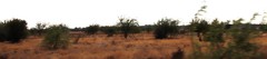 Prosopis glandulosa