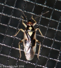 Tropidosteptes