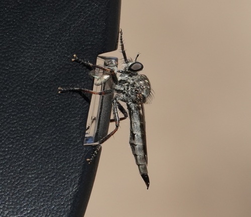 Unknown species found near Power County, ID, USA