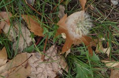 Taraxacum officinale