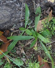 Plantago lanceolata