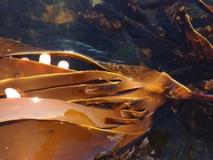 Laminaria setchellii