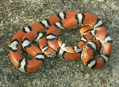 Lampropeltis