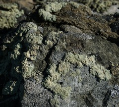Protoparmeliopsis pinguis