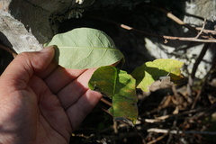Oemleria cerasiformis