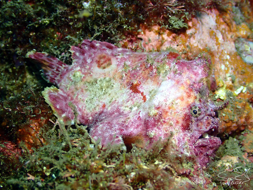 Antennatus coccineus observed 2025-07-25