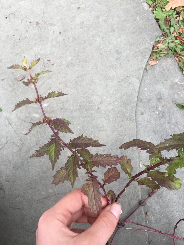 American bugleweed from Falls Rd, Shelburne, VT, US on October 16, 2019