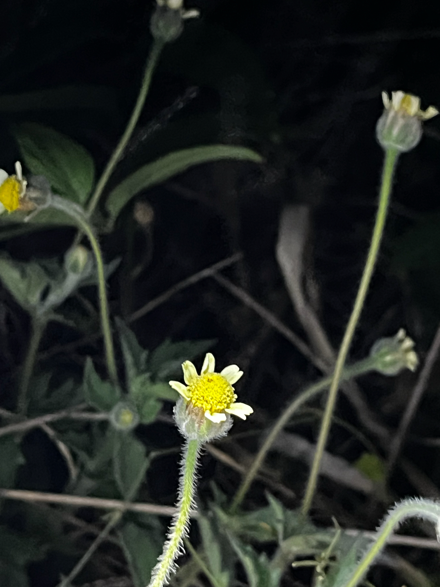 Tridax procumbens