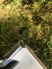 Lophocampa roseata