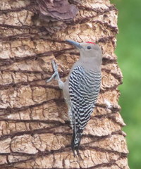 Melanerpes uropygialis
