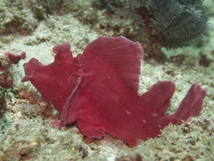 Rhinopias eschmeyeri
